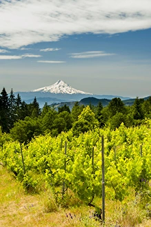 Images Dated 23rd June 2014: USA, Washington, Columbia River Gorge. Vineyard with view of Mt. Hood