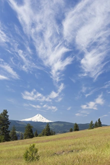 Images Dated 30th May 2014: USA, Washington, Columbia River Gorge. Summer meadow landscape