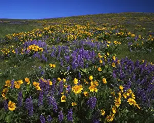 USA, Washington, Columbia River Gorge National Scenic Area, Columbia Hills State State Park