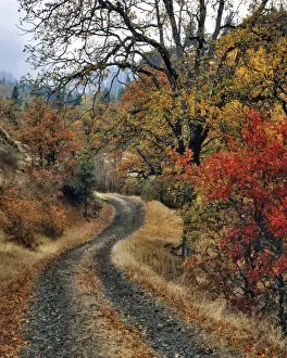 Images Dated 27th March 2015: USA, Washington, Columbia River Gorge National Scenic Area. Road and autumn-colored oaks