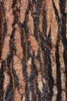 USA, Washington, Columbia River Gorge National Scenic Area. Ponderosa pine bark with fire scars