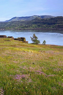 Catherine Creek Prints: USA, Washington, Columbia River Gorge National Scenic Area, Rosy plectritis blooms