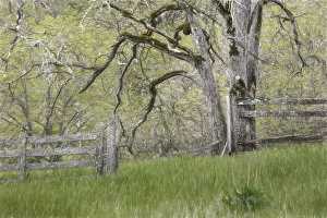 Painterly Prints: USA, Washington, Columbia River Gorge National Scenic Area