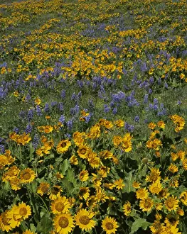Charles Gurche Prints: USA, Washington, Columbia River Gorge National Scenic Area; Columbia Hills State Park