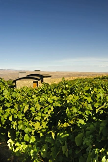 Images Dated 1st September 2011: USA, Washington, Columbia Valley. Cave B Estate Winery is an award-winning boutique