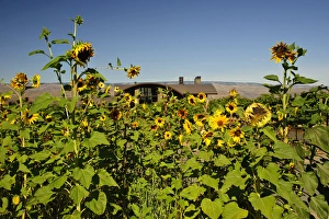 Images Dated 1st September 2011: USA, Washington, Columbia Valley. Cave B Estate Winery is an award-winning boutique