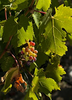 Images Dated 1st September 2011: USA, Washington, Columbia Valley. Cave B Estate Winery is an award-winning boutique