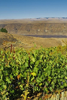 Images Dated 1st September 2011: USA, Washington, Columbia Valley. Cave B Estate Winery is an award-winning boutique
