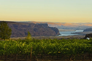Images Dated 13th October 2011: USA, Washington, Columbia Valley. Dawn on the Cave B Estate Winery, an award-winning