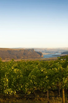 USA, Washington, Columbia Valley. Dawn on the Cave B Estate Winery, an award-winning