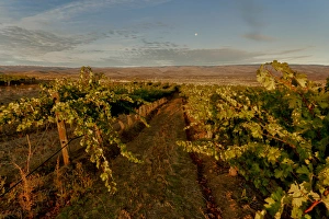 Images Dated 13th October 2011: USA, Washington, Columbia Valley. Dawn on the Cave B Estate Winery, an award-winning