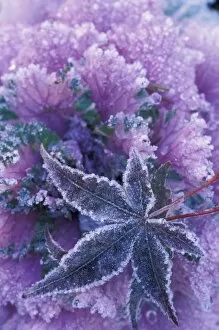 USA, Washington, Mill Creek Frost-covered shrubs and maple leaf