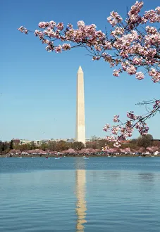 Cherry Blossom Prints: USA, Washington D. C. The Washington Monument framed by cherry blossoms