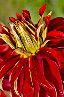 Images Dated 22nd September 2012: USA, Washington. Detail of dahlia flower