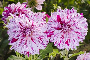Images Dated 22nd September 2012: USA, Washington. Dahlia flowers in garden