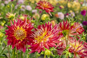 USA, Washington. Dahlia flowers in garden