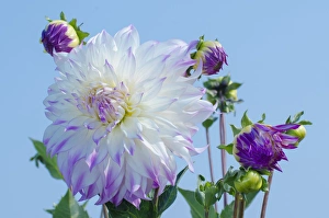 Images Dated 22nd September 2012: USA, Washington. Detail of dahlia flowers against sky