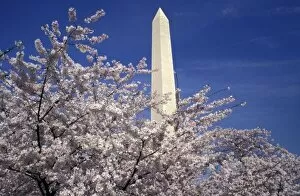 USA, Washington DC. Cherry Blossom Festival (3,000 cherry trees donated by Tokyo in 1912)