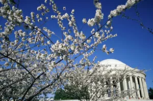 Images Dated 12th October 2004: USA, Washington DC. Cherry Blossom Festival and the Jefferson Memorial