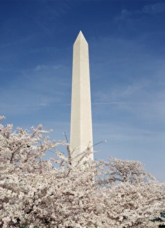 American Culture Prints: USA, Washington DC, View of Washington Monument
