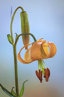 Images Dated 1st November 2021: USA, Washington, Dewatto. Tiger lily flower close-up