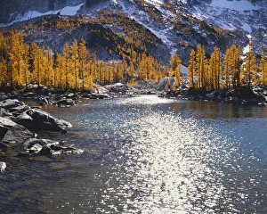 Charles Gurche Prints: USA, Washington, Enchantment Basin, Alpine Lakes Wilderness, Larch trees in fall