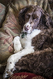 Relaxed Prints: USA, Washington. English springer spaniel on couch