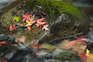 Day Hike Prints: USA, Washington. Fall along the Mountain Loop Highway, north of Seattle