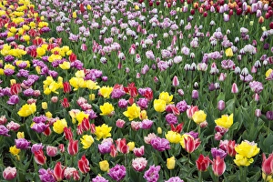 Images Dated 17th April 2012: USA, Washington. Field of blooming tulips