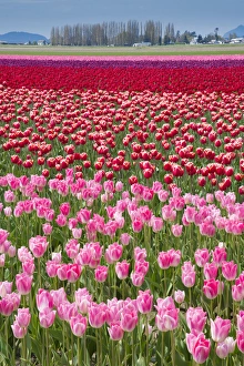USA, Washington. Field of multicolored tulips