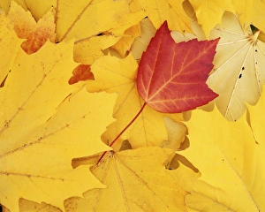 USA, Washington, Finch Arboretum, Red and Sugar Maple leaves