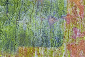 Images Dated 18th June 2013: USA, Washington, Fort Hayden. Abstract details of painted wall