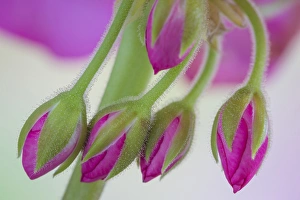 Geranium Prints: USA, Washington. Geranium buds close-up