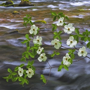 Images Dated 28th May 2014: USA, Washington, Gifford Pinchot National Forest