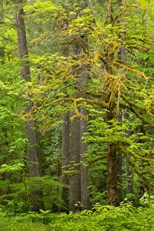 Images Dated 28th May 2014: USA, Washington, Gifford Pinchot National Forest. Big leaf maple tree scenic. Credit as