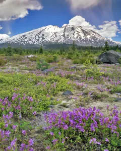Images Dated 14th September 2015: USA, Washington, Gifford Pinchot National Forest. Mount Saint Helens landscape. Credit as