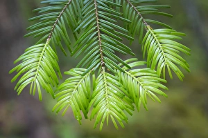 Images Dated 29th May 2014: USA, Washington, Gifford Pinchot National Forest. Close-up of fir tree bough. Credit as