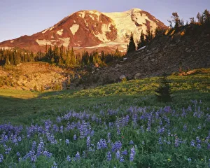 Mt Adams Prints: USA, Washington, Gifford Pinchot National Forest, Mt. Adams Wildernes, Mt. Adams