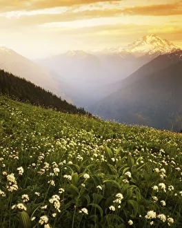 USA, Washington, Glacier Peak Wilderness, Meadow with helebore and sitka valerian