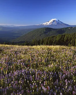 USA, Washington, Goat Rocks Wilderness, Meadow, Mt. Adams in distance