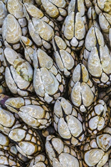 Tide Pool Prints: USA, Washington. Goose barnacles in Salt Creek Recreation Area