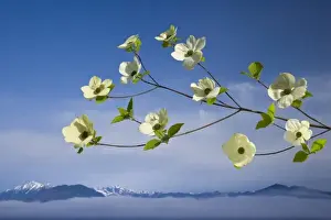 Royalty Free Prints: USA, Washington, Hood Canal. Pacific dogwood blossoms with mountains in background