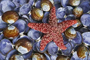 Star Fish Prints: USA, Washington, Hood Canal, Seabeck. Close-up of starfish and clam shells. Credit as