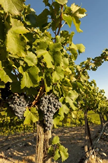 Horse Heaven Hills Prints: USA, Washington, Horse Heaven Hills. Coyote Canyon Vineyards lies in the Horse Heaven