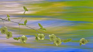 Images Dated 19th April 2017: USA, Washington, Icicle Creek. Pacific dogwood over creek