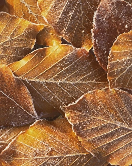 Beech Prints: USA, Washington, John Finch Arboretum, Frost on Beech Leaves