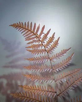 Prints of USA, Washington, Kitsap County. Bracken fern in winter. Credit as: Don Paulson / Jaynes Gallery / DanitaDelimont Images Dated 2016 December: USA, Washington, Kitsap County. Bracken fern in winter