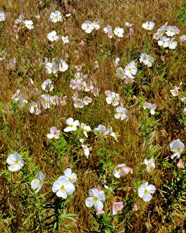 Images Dated 14th September 2015: USA, Washington, Klickitat County. Wild primrose in field of grass