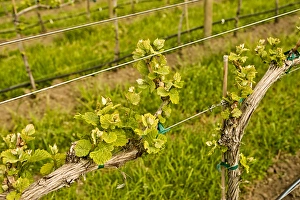 Region Prints: USA, Washington, Lake Chelan. Bud break in Lake Chelan, one of the up and coming