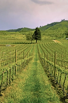 Region Prints: USA, Washington, Lake Chelan. Dusk on the Tsillan Cellars Winery in the Lake Chelan AVA